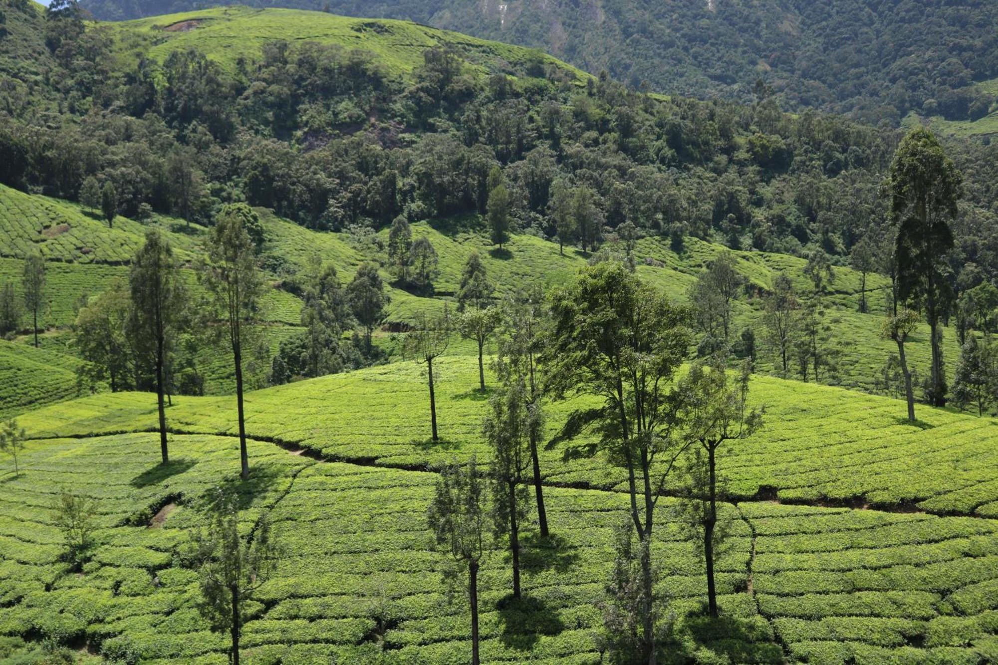 Asprin Homestay Munnar Exteriér fotografie